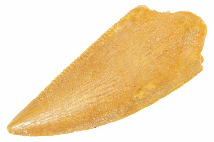 Serrated Raptor Tooth - Real Dinosaur Tooth #364712